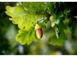 Erst-Holz Dekobaum Dekoweihnachtsbaum Baum mit Kleinen Haken Eichenholz 29,5 cm