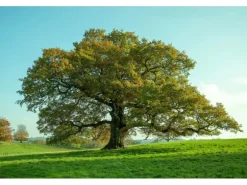 Erst-Holz Holzsterne aus Eiche Weihnachtsdekoration Stern Eiche 26 cm