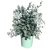 Eukalyptus Busch Höhe ca. 20 - 40 cm Topf-Ø ca. 17 cm Eucalyptus cinerea