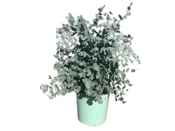 Eukalyptus Busch Höhe ca. 20 - 40 cm Topf-Ø ca. 17 cm Eucalyptus cinerea