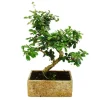 Exotenherz Bonsai für Zimmer in Moderner Trendkeramik Zimmerbonsai Carmona 8 Jahre Alt Steinoptik