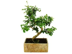 Exotenherz Bonsai für Zimmer in Moderner Trendkeramik Zimmerbonsai Carmona 8 Jahre Alt Steinoptik