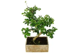 Exotenherz Bonsai für Zimmer in Moderner Trendkeramik Zimmerbonsai Carmona 8 Jahre Alt Steinoptik