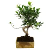 Exotenherz Bonsai für Zimmer in Moderner Trendkeramik Zimmerbonsai Ficus 8 Jahre Alt Steinoptik