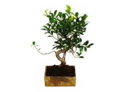 Exotenherz Bonsai für Zimmer in Moderner Trendkeramik Zimmerbonsai Ficus 8 Jahre Alt Steinoptik