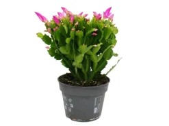 Exotenherz Großer Weihnachtskaktus Schlumbergera XXL 17cm Topf ca. 25-35cm Hoch Rosa Blüten Leuchtend Pink