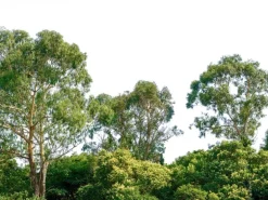 Fototapete Bäume Himmel Grün Braun 3,50 m x 2,55 m FSC®