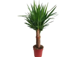 Green Is Mix z.B. Drachenbaum 3er Stamm, Rasierpinselbaum Topf-Ø ca. 27 cm