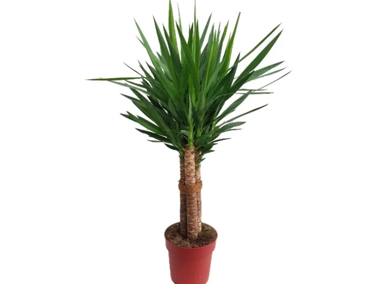 Green Is Mix z.B. Drachenbaum 3er Stamm, Rasierpinselbaum Topf-Ø ca. 27 cm