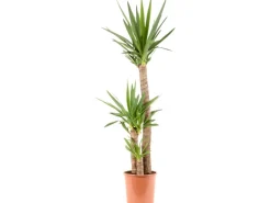 Green Is Mix z.B. Drachenbaum 3er Stamm, Rasierpinselbaum Topf-Ø ca. 27 cm