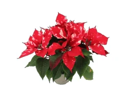 GROW by OBI Weihnachtsstern "Fantasy Star" Orange-Weiß Topf-Ø 13 cm Euphorbia