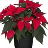 GROW by OBI Weihnachtsstern Busch Rot Topf-Ø 17 cm Euphorbia pulcherrima