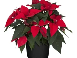 GROW by OBI Weihnachtsstern Busch Rot Topf-Ø 17 cm Euphorbia pulcherrima