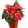 GROW by OBI Weihnachtsstern mit 5-7 Brakteen Gesprenkelt Topf-Ø ca. 13 cm