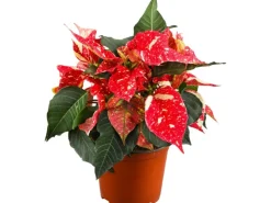 GROW by OBI Weihnachtsstern mit 5-7 Brakteen Gesprenkelt Topf-Ø ca. 13 cm