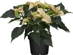 GROW by OBI Weihnachtsstern mit 5-7 Brakteen Weiß Topf-Ø ca. 13 cm