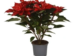 GROW by OBI Weihnachtsstern Busch "Sky Fantasy" Topf-Ø ca. 17 cm