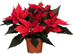 GROW by OBI Weihnachtsstern mit 5-7 Brakteen Rot Topf-Ø ca. 13 cm