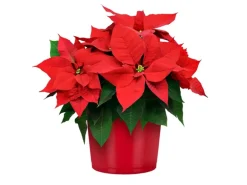 GROW by OBI Weihnachtsstern mit 5-7 Brakteen Rot Topf-Ø ca. 13 cm