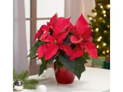 GROW by OBI Weihnachtsstern mit 5-7 Brakteen Rot Topf-Ø ca. 13 cm