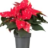 GROW by OBI Weihnachtsstern "Sky Star" mit 5-7 Brakteen Topf-Ø ca. 13 cm