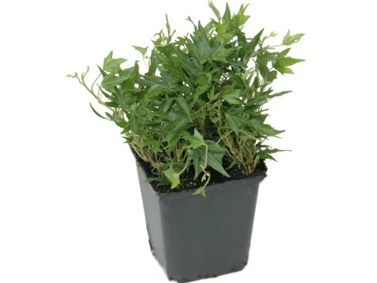 Helix Kleinblättriger Efeu ''Crispy'' Topf ca. 9 cm x 9 cm Hedera helix