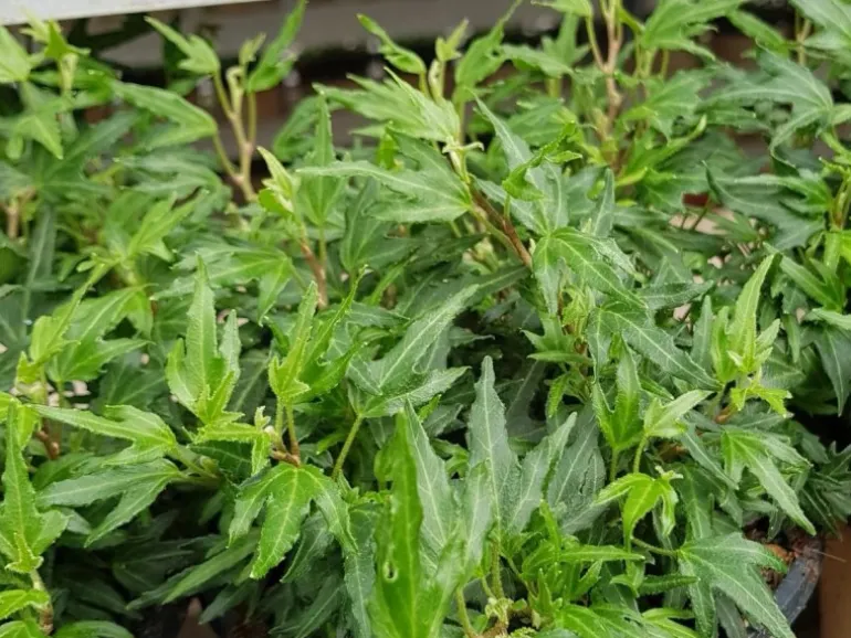 Helix Kleinblättriger Efeu ''Crispy'' Topf ca. 9 cm x 9 cm Hedera helix