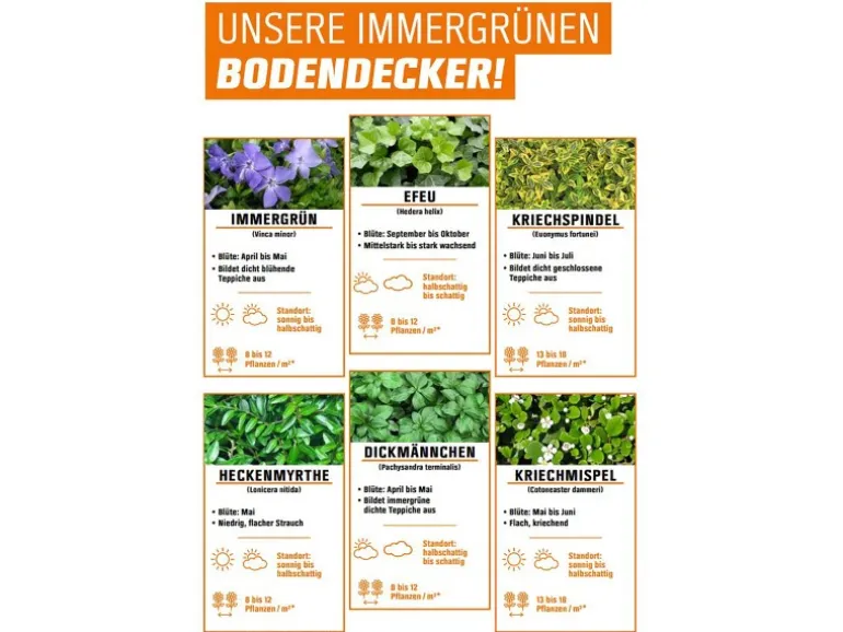 Helix Kleinblättriger Efeu ''Crispy'' Topf ca. 9 cm x 9 cm Hedera helix