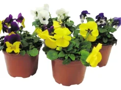 Hornveilchen verschiedene Farben Topf-Ø ca. 9 cm Viola cornuta