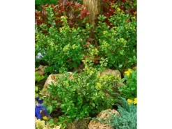 Ilex Crenata Maxima Japanische Stechpalme Kugel 40 cm