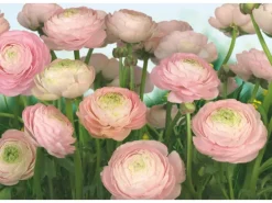 Komar Fototapete Gentle Rose 368 cm x 254 cm FSC®