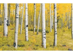 Komar Fototapete Vlies Orange Forest  400 x 250 cm