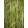 Miscanthus Sinensis Variegatus Chinaschilf Ca. 11x11 cm Topf