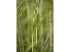 Miscanthus Sinensis Variegatus Chinaschilf Ca. 11x11 cm Topf