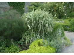 Miscanthus Sinensis Variegatus Chinaschilf Ca. 11x11 cm Topf