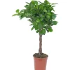 Moclame Topf-Ø ca. 17 cm (Ficus microcarpa)