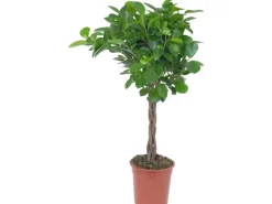 Moclame Topf-Ø ca. 17 cm (Ficus microcarpa)