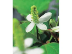 Molchschwanz Weiß Topf-Ø ca. 9 cm Houttuynia cordata