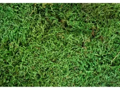 My Village Flaches Moos Grün 500 gr