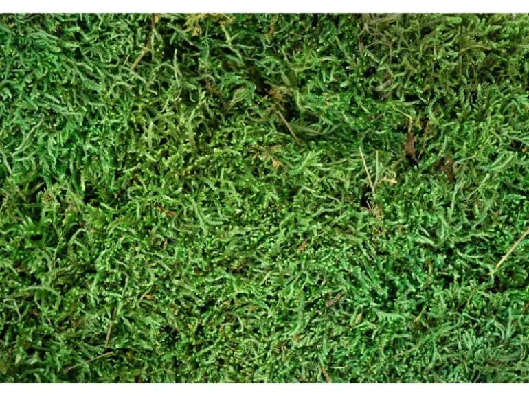 My Village Flaches Moos Grün 500 gr