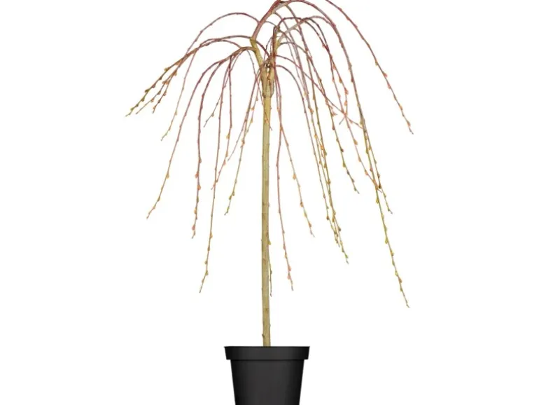 OBI Hängende Kätzchenweide "Pendula" Gelb Höhe ca. 50-60 cm Topf ca. 3,5 l Salix