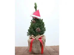 Picea Glauca Conica Zuckerhutfichte 30–40 cm Mit Zapfen & Mütze