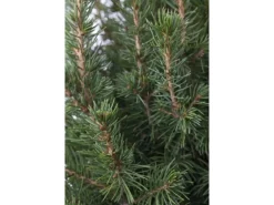 Picea Glauca Conica Zuckerhutfichte 30–40 cm Mit Zapfen & Mütze