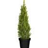 Picea Glauca Conica Zuckerhutfichte Kompakt 60–70 cm