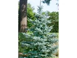 Picea Pungens Blue Diamond Blaufichte 25–30 cm