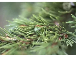 Picea Pungens Lucky Strike Blau-Fichte 20–25 cm