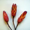 Protea repens Zuckerbusch Rot 3 Stück