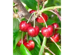 Prunus Avium Burlat Süßkirsche CAC 150-200cm