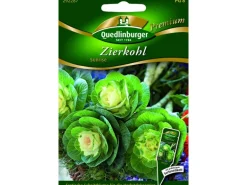Quedlinburger Zierkohl ''Sunrise''