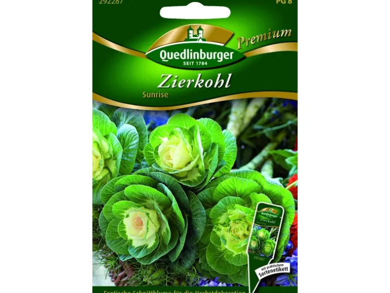 Quedlinburger Zierkohl ''Sunrise''